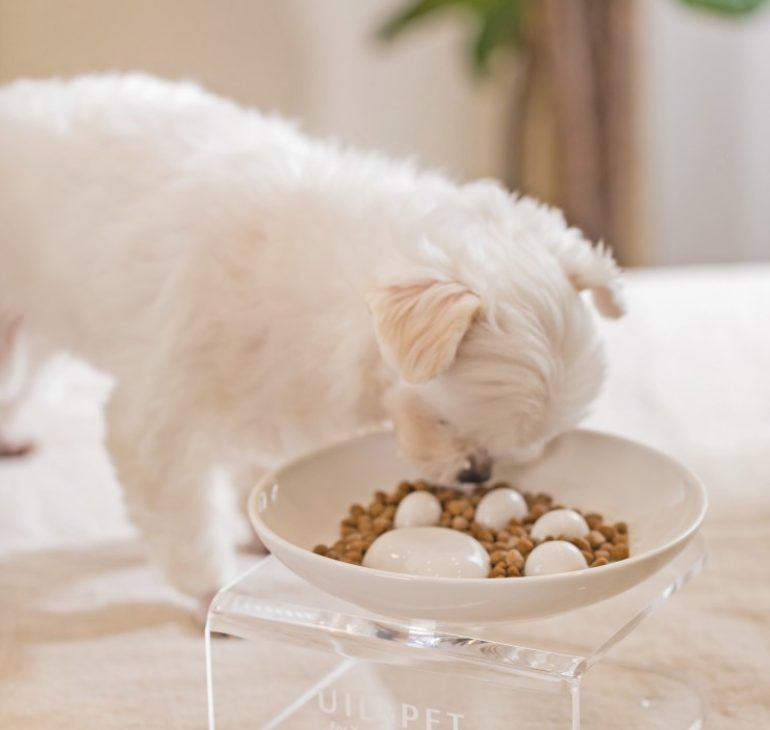 강아지 사료 급여량, 강아지 사료량 종이컵, 강아지 급여량, 강아지 몸무게