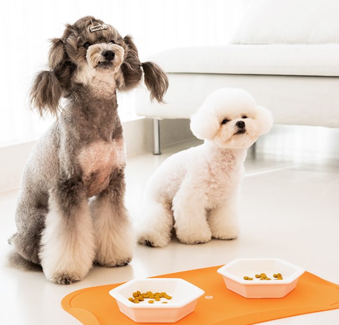 강아지 사료 급여량, 강아지 사료량 종이컵, 강아지 급여량, 강아지 몸무게