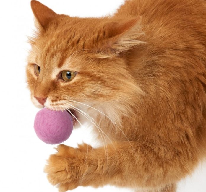 고양이 중성화 시기, 환묘복, 넥카라, 수컷 고양이 중성화, 고양이 발정기