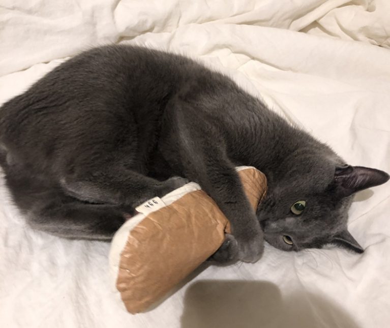 고양이 중성화 시기, 환묘복, 넥카라, 수컷 고양이 중성화, 고양이 발정기