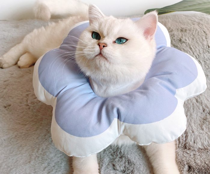 고양이 중성화 시기, 환묘복, 넥카라, 수컷 고양이 중성화, 고양이 발정기